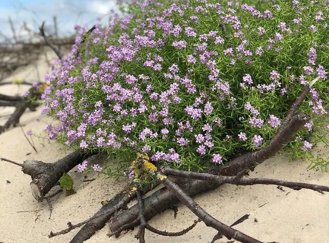 Sunset With Underground Parking Apartman Palanga